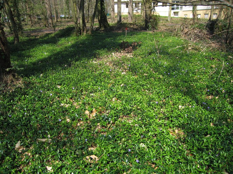 Vinca minor